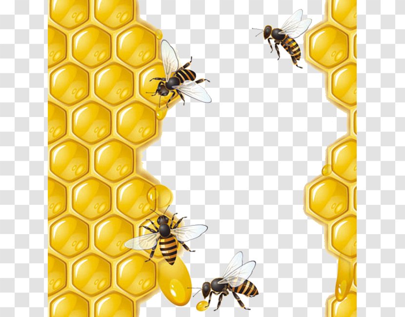 Honey Bee Honeycomb - Beehive Transparent PNG