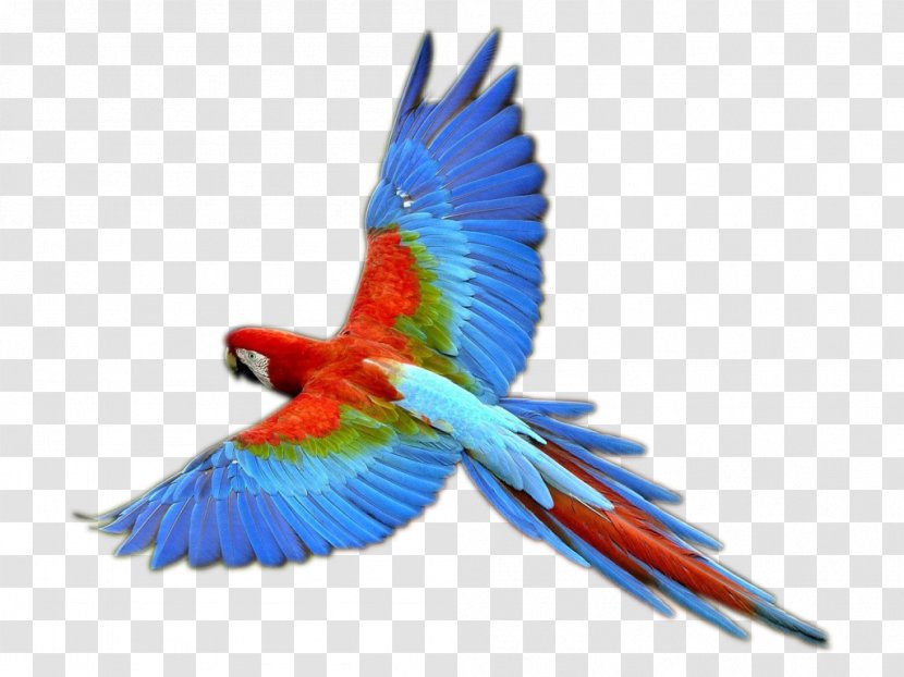 Bird Macaw Clip Art - Redandgreen - Flying Parrot Transparent PNG