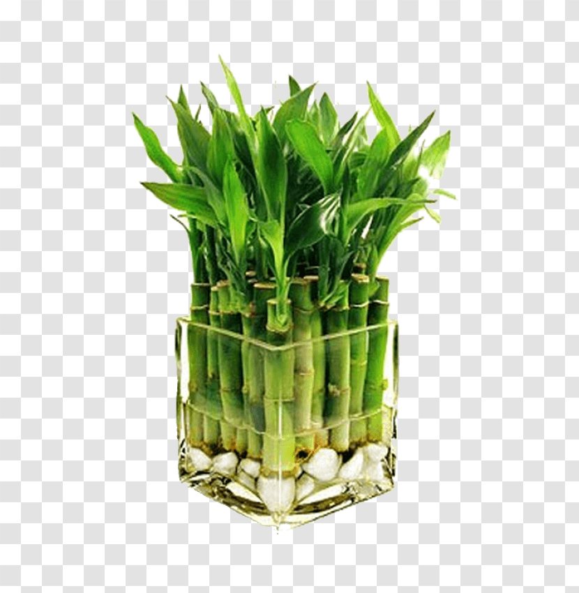 Lucky Bamboo Bambusa Houseplant - Plant Transparent PNG