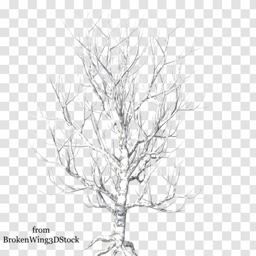 Tree Branch Photography Clip Art - Woody Plant - Winter Transparent PNG