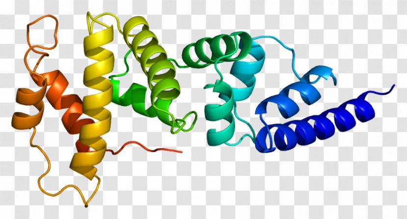 CYTH2 Gene CYTH1 Protein Pleckstrin - Frame - Homology Domain Transparent PNG