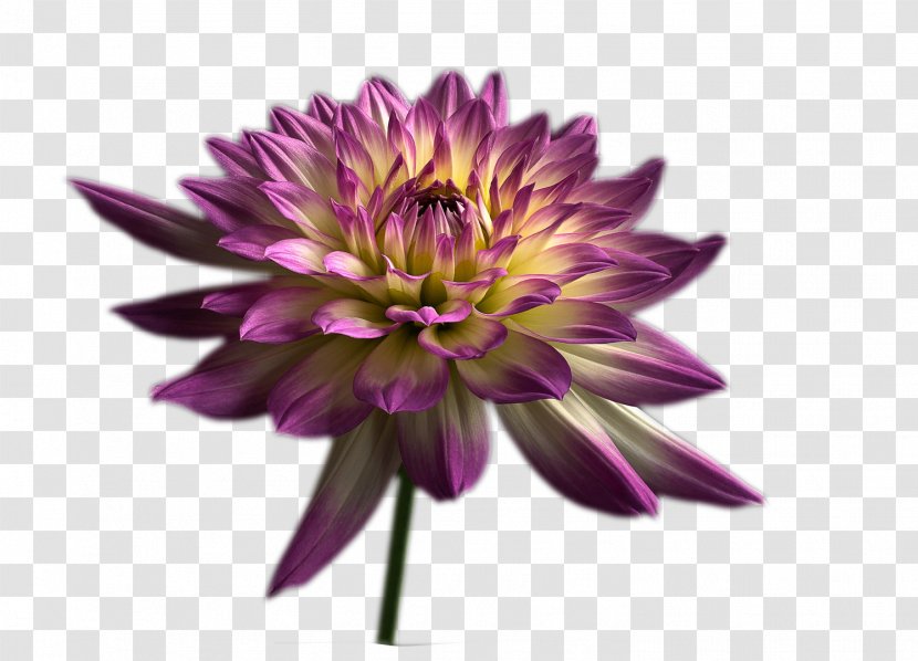 Chrysanthemum Purple Violet Computer File - Vecteur - Chrysanthemums Transparent PNG