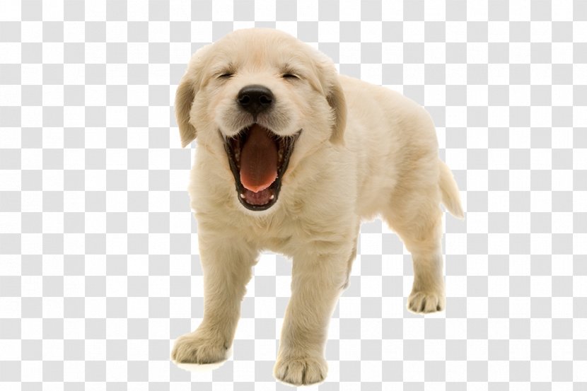 Iron Man Dog Veterinarian Pet - Labrador Retriever - Golden Puppy Transparent Image Transparent PNG