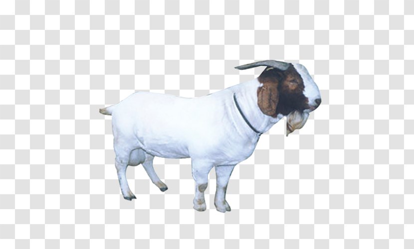 Sheep Goat Livestock - Cow Family Transparent PNG