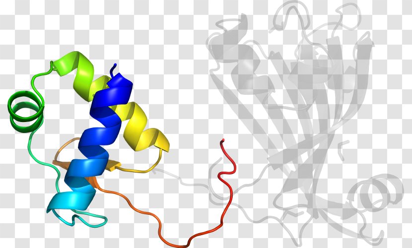 Clip Art Illustration Graphic Design Logo Product - Heart - Cytochrome P450 Reductase Transparent PNG