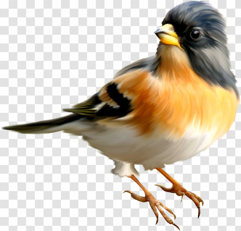 Bird Greater Adjutant Icon - Brambling Transparent PNG