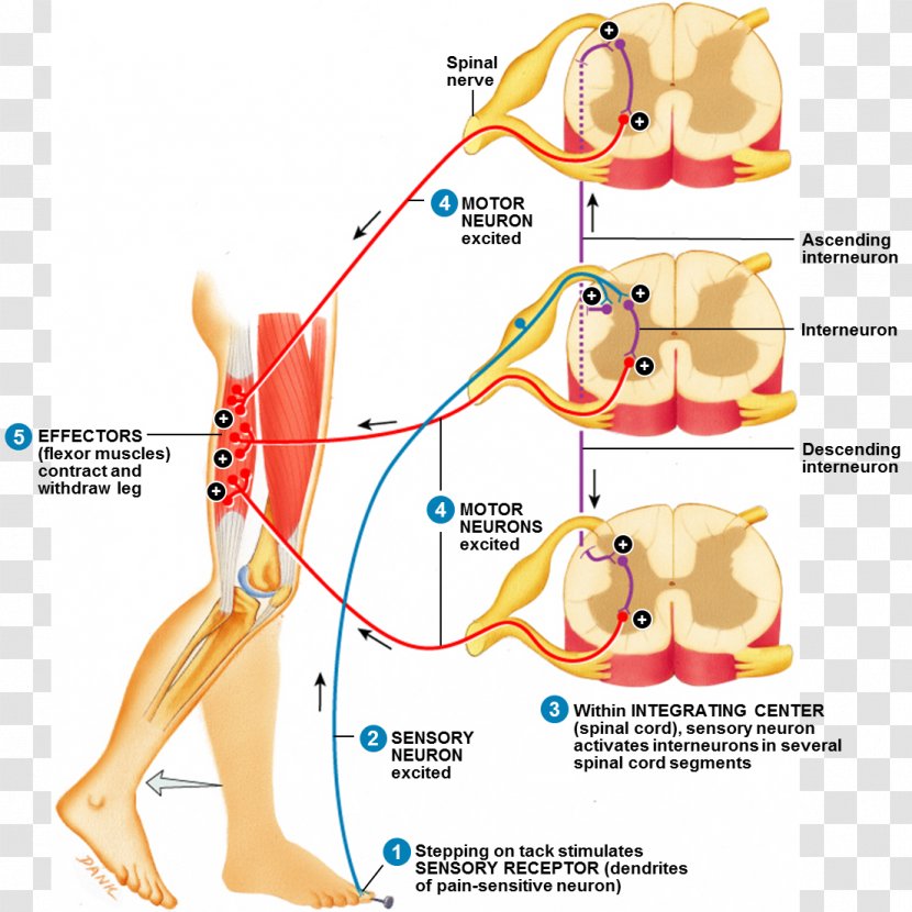 Withdrawal Reflex Spinal Cord Arc Nerve - Cartoon - Injury Transparent PNG