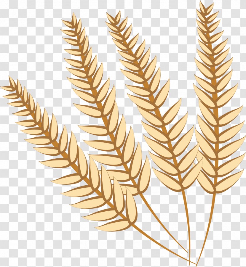 Food Grain Wheat - Grasses - Vector Transparent PNG