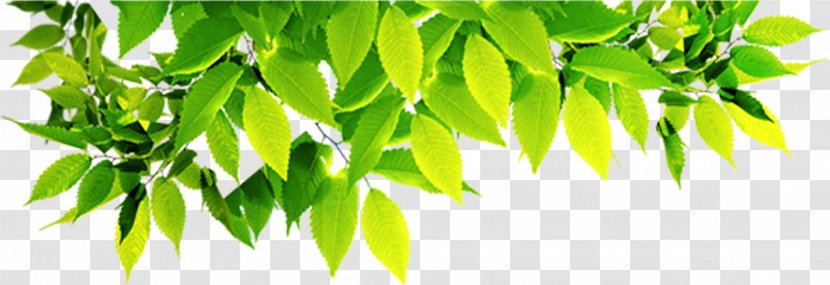 Cairo Acondicionamiento De Aire Maintenance Customer Service Spare Part - Plant Stem - Green Leaves Transparent PNG