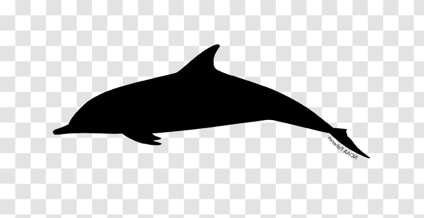 Common Bottlenose Dolphin Short-beaked White-beaked Tucuxi Rough-toothed - Whales - Spinner Transparent PNG