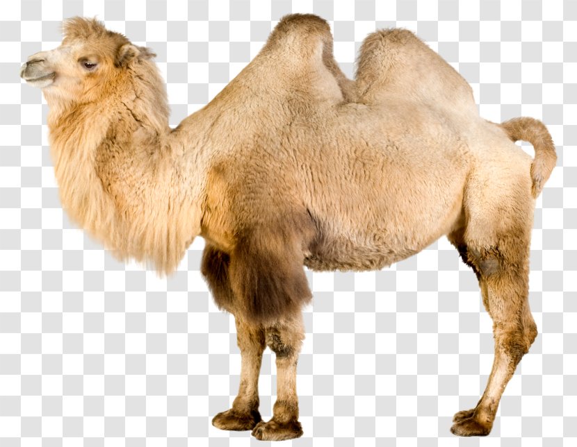 Dromedary Bactrian Camel Stock Photography Image Royalty-free - Terrestrial Animal - Qatar Desert Safari Transparent PNG
