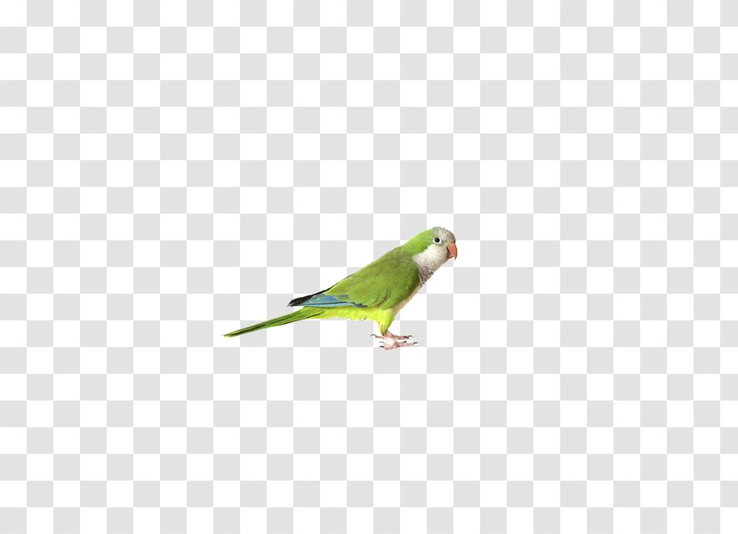 Budgerigar Parrot Cockatiel Bird Finch - Perico Transparent PNG