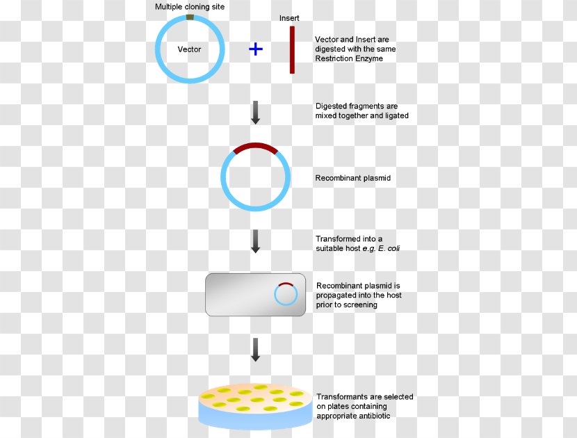Molecular Biology Cloning - Gene - Revolution Of 1944 Transparent PNG