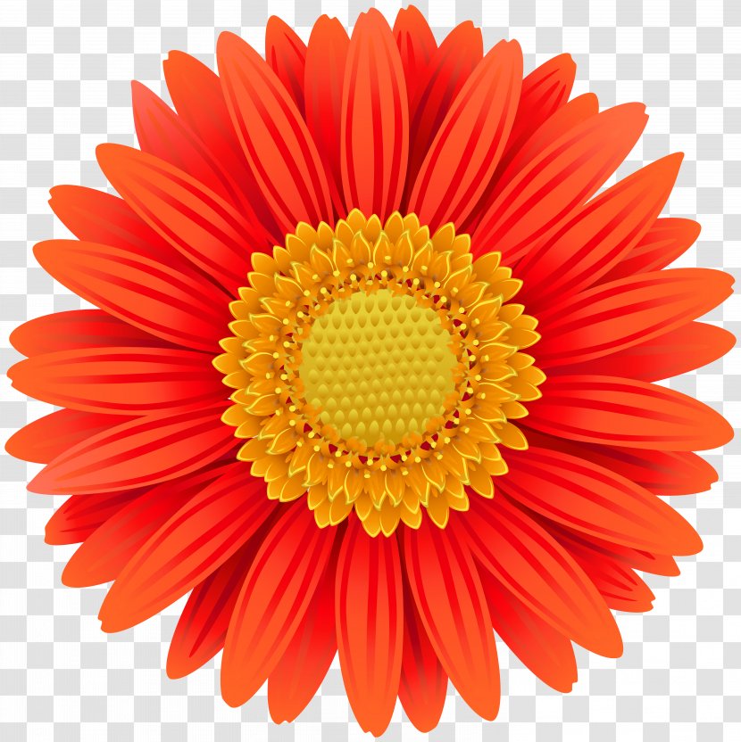 Transvaal Daisy Flower Common Clip Art - Color - Marigold Transparent PNG
