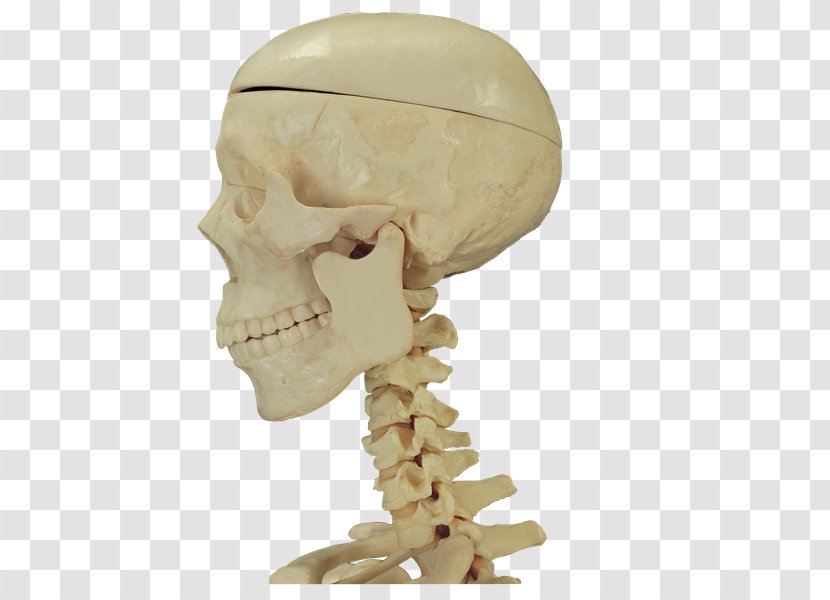 Bone Skull Human Anatomy - Flower - Anatomia Transparent PNG