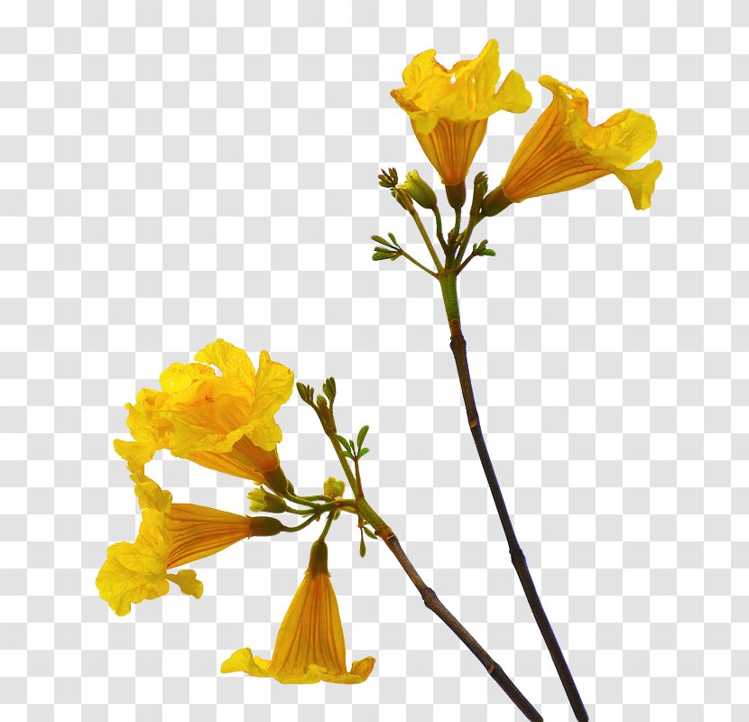Cut Flowers Desktop Wallpaper Clip Art - Heart - Flower Yellow Transparent PNG