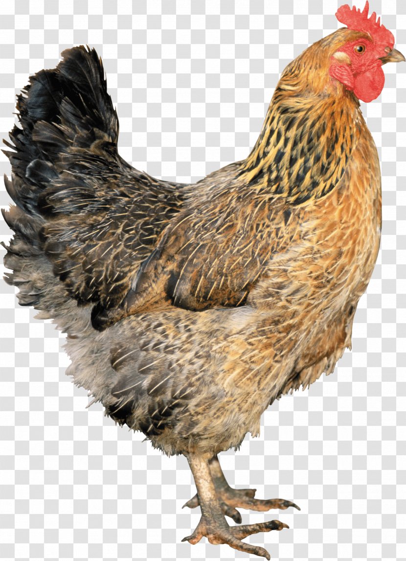 Chicken Old Library, Cardiff - Beak - Image Transparent PNG