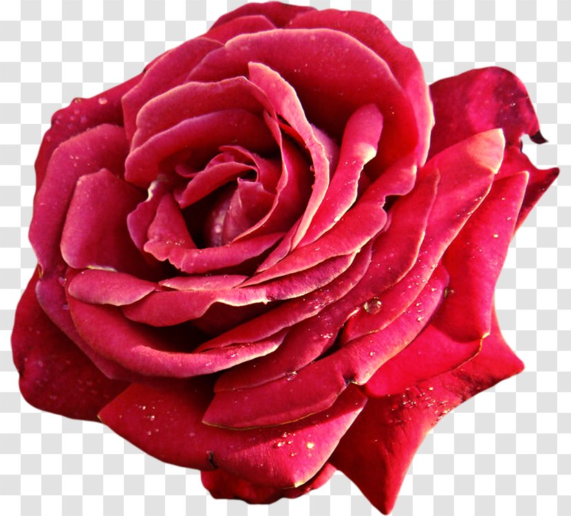 Garden Roses Cabbage Rose Beach Floribunda Floral Emblem - Pink - Rosa Centifolia Transparent PNG