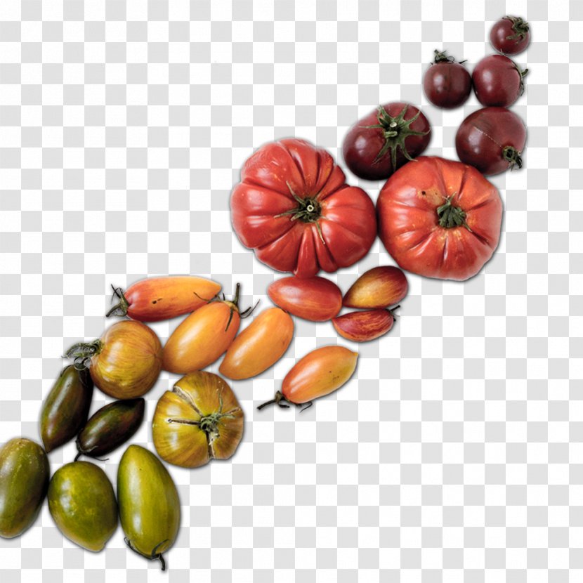 CurlyHost LLC Web Design Food Tomato - Superfood Transparent PNG