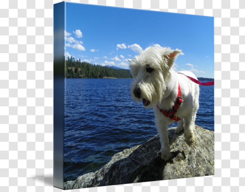 West Highland White Terrier Dog Breed Companion Snout - Fun Transparent PNG