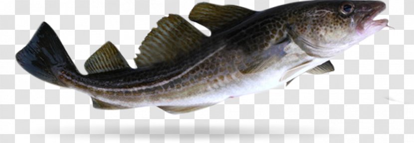 Atlantic Cod Fish Food Japanese Eel - Fishing - Gadus Morhua Transparent PNG