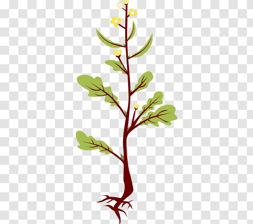 Mustard Plant Brassica Juncea Clip Art - Spice Transparent PNG