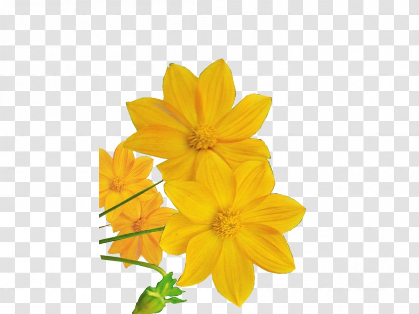 Flowering Plant Orange Yellow Transparent PNG