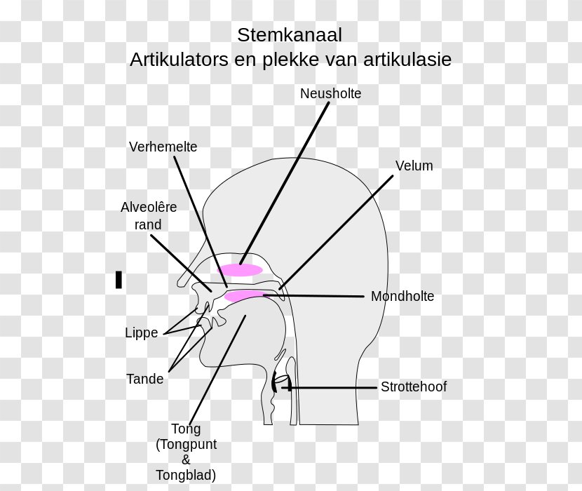 Place Of Articulation Pronunciation Linguistics Phonetics - Watercolor - Ear Transparent PNG