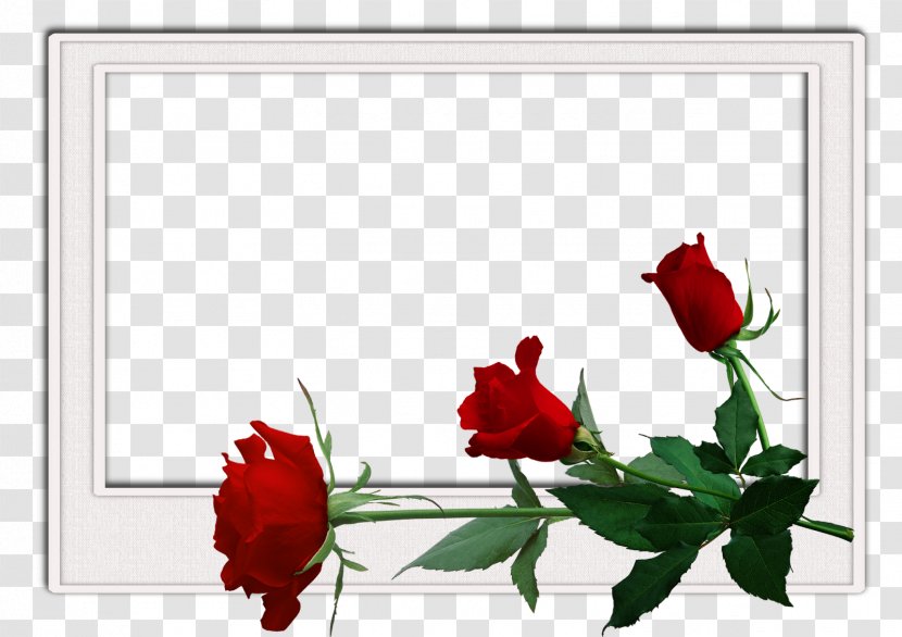 International Men's Day Love Wish Happiness Wedding Invitation - Red Rose Border Transparent PNG