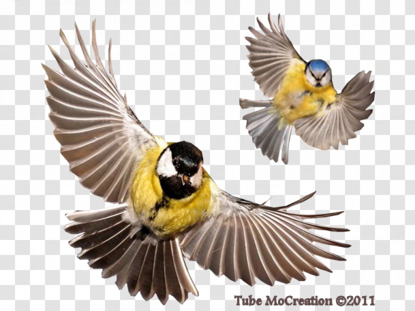 Bird Clip Art Digital Image Vector Graphics - Finch Transparent PNG