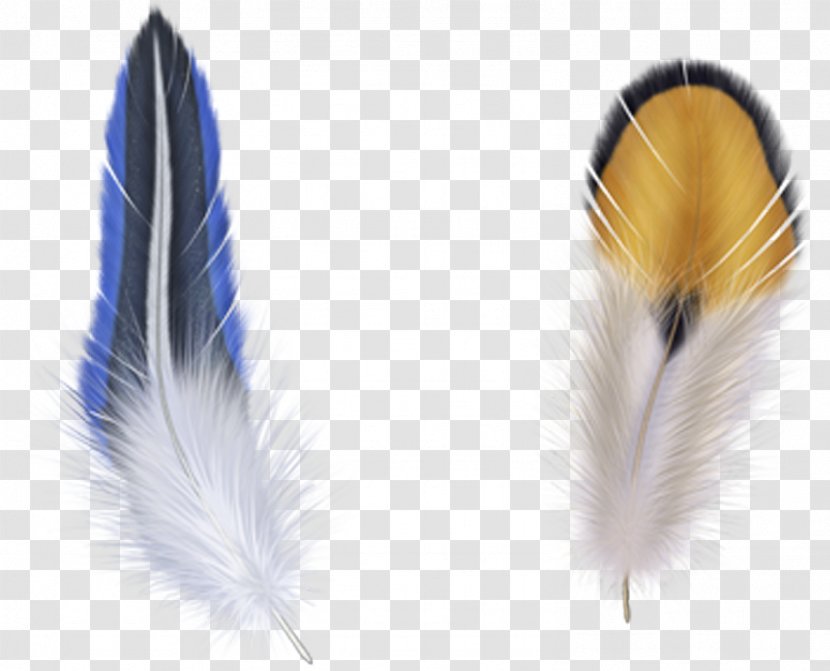 Bird Feather Clip Art - Photography - Blue Transparent PNG