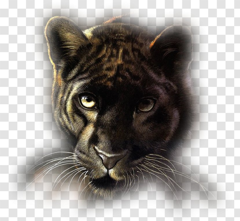 Lion Felidae Tiger Cheetah Transparent PNG
