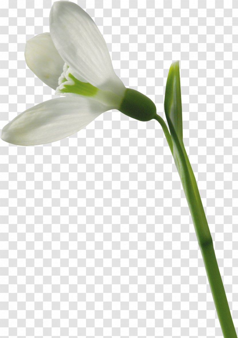 Snowdrop Flower - Plant - Crocus Transparent PNG