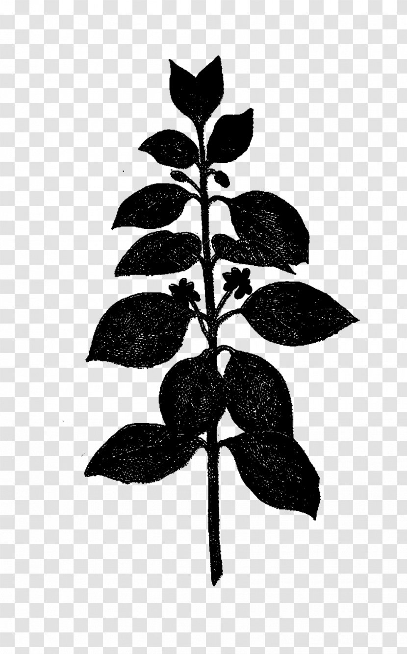 Leaf Plant Stem Silhouette Branching Plants - Blackandwhite Transparent PNG