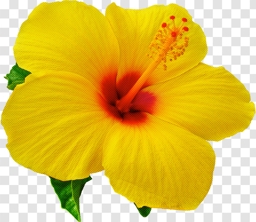 Flower Petal Yellow Hibiscus Hawaiian Hibiscus Transparent PNG