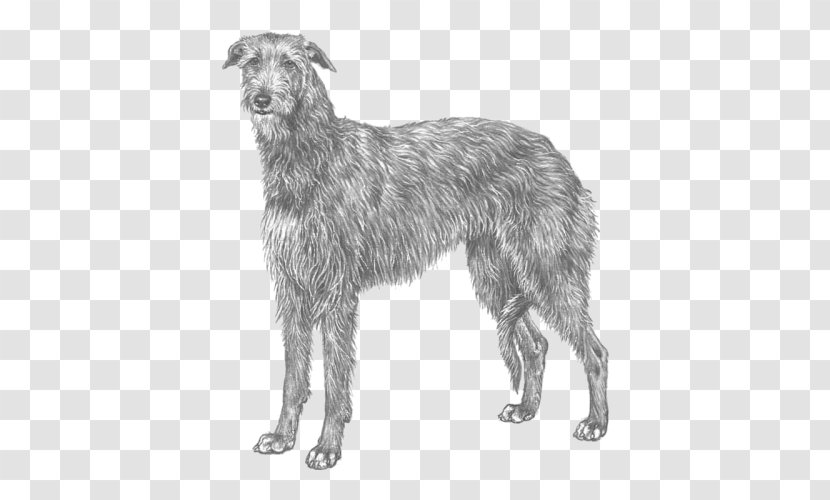 Silken Windhound Scottish Deerhound Lurcher American Staghound Afghan Hound - Carnivoran - Race Transparent PNG