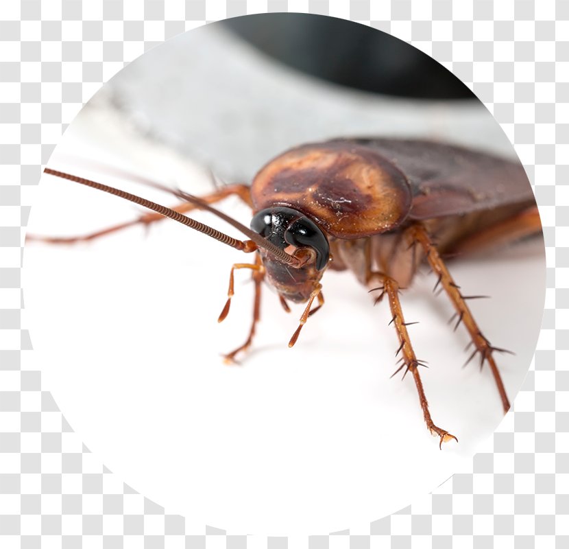 Cockroach Blattodea Pest Control Insect - Brownbanded - Bird Fleas Transparent PNG