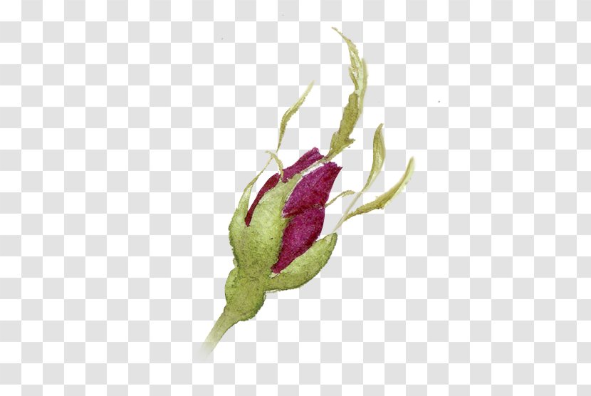 Watercolor Painting Ink - Drawing - Color Pencil Rosebuds Transparent PNG