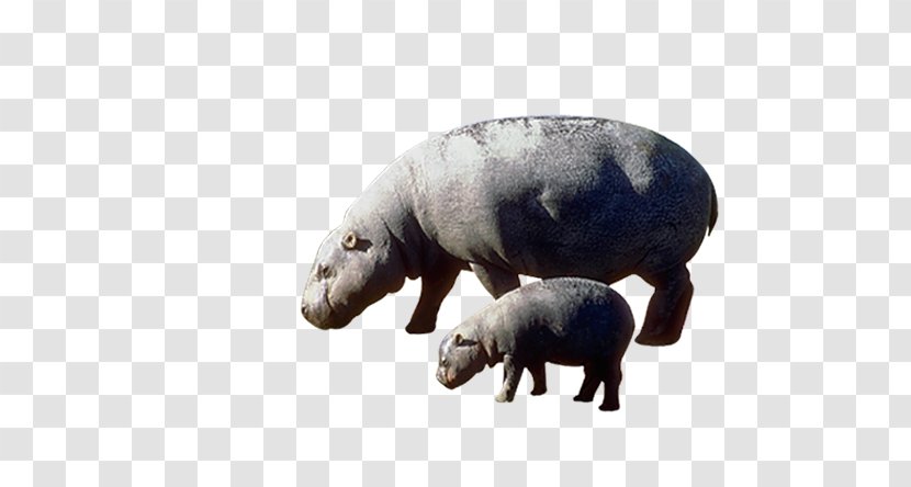 Pygmy Hippopotamus The - Snout - Size Hippo Transparent PNG