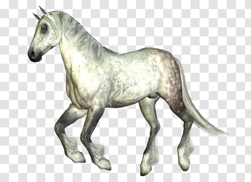 Foal Mustang Pony Mane Stallion - Halter - Jw Transparent PNG