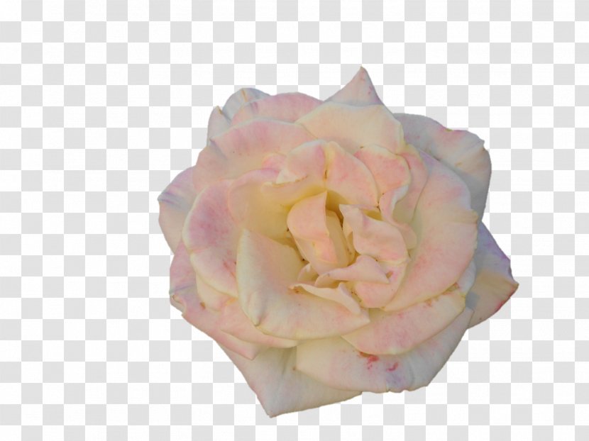 Garden Roses Cabbage Rose Cut Flowers Petal Pink M - Darshan Transparent PNG