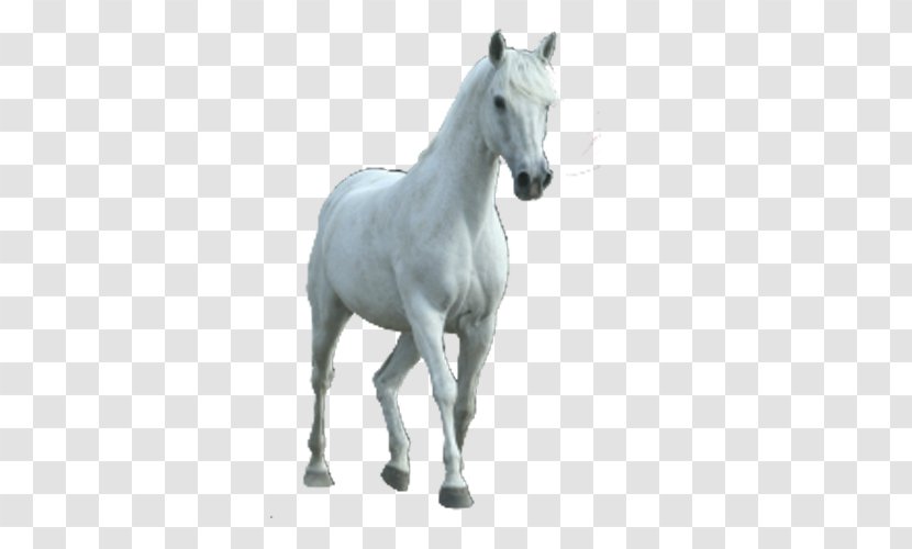 Horse RGB Color Model - Lossless Compression Transparent PNG