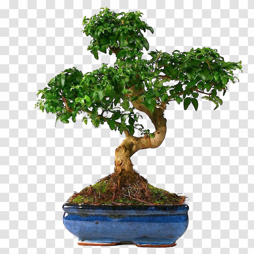 Bonsai Tree Houseplant Sageretia Theezans Chinese Elm Transparent PNG