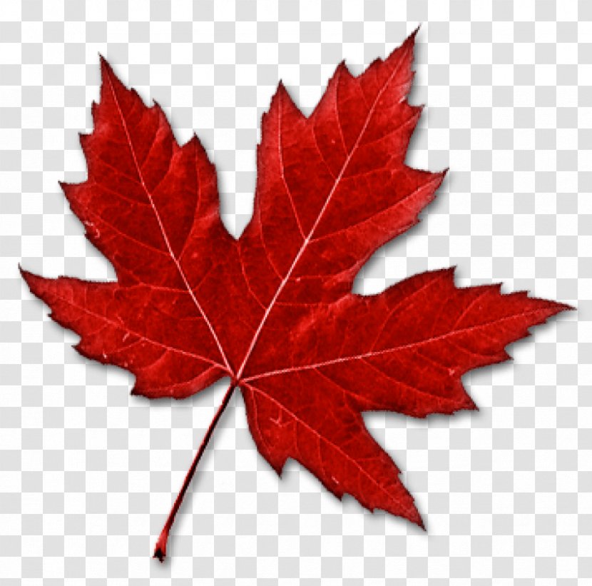 Canada Maple Leaf Clip Art Transparent PNG