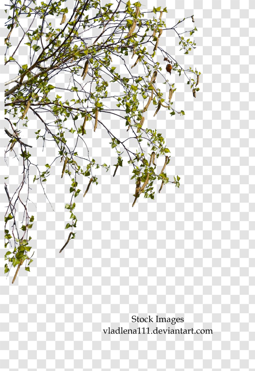 Paper Birch Branch Tree Plant Twig - Spring Transparent PNG