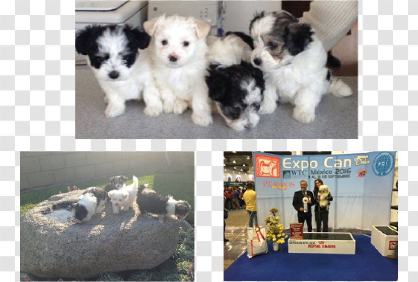 Havanese Dog Morkie Maltese Shih Tzu Schnoodle - Puppy Transparent PNG