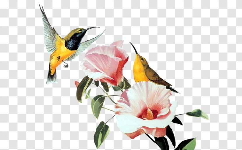 Hummingbird Desktop Wallpaper - Pollinator - Bird Transparent PNG