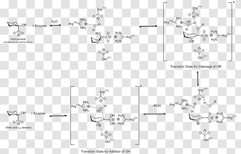 Viral Neuraminidase Inhibitor Sialic Acid Influenza - Hemagglutininneuraminidase - Cleaves Transparent PNG
