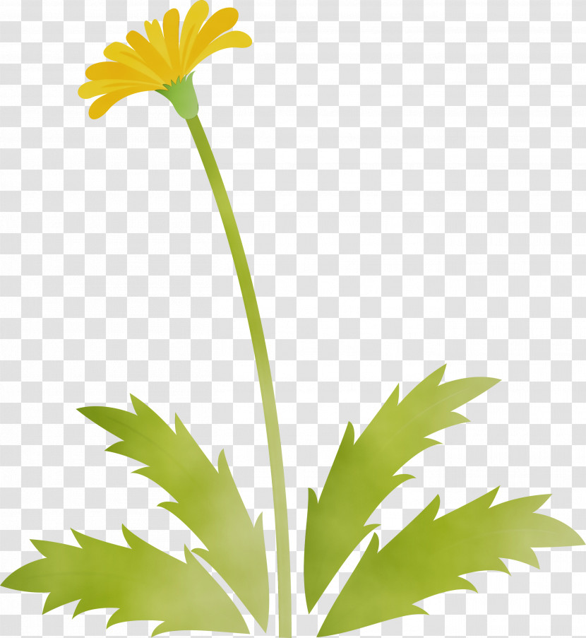 Flower Plant Yellow Leaf Chamomile Transparent PNG