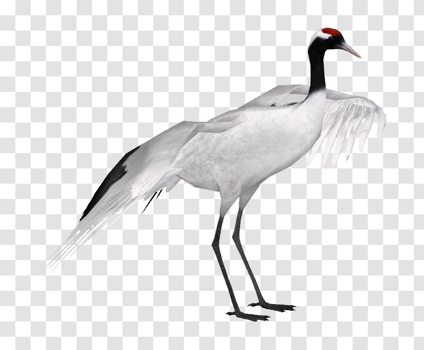 Red-crowned Crane Grey Crowned Black-necked Black - Water Bird Transparent PNG